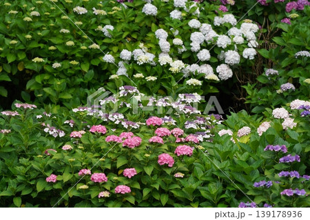 梅雨の晴れ間に咲く紫陽花 梅雨の晴れ間に咲く紫陽花 139178936
