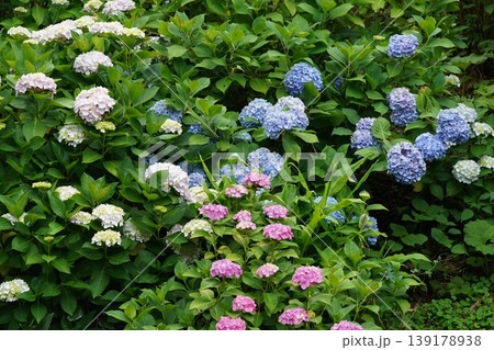 梅雨の晴れ間に咲く紫陽花 139178938