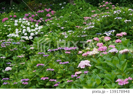 梅雨の晴れ間に咲く紫陽花 梅雨の晴れ間に咲く紫陽花 139178948