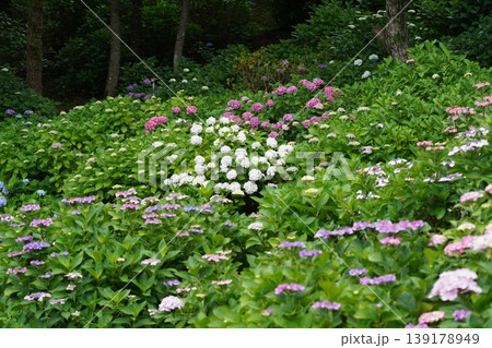 梅雨の晴れ間に咲く紫陽花 梅雨の晴れ間に咲く紫陽花 139178949