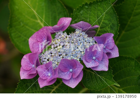 梅雨の晴れ間に咲く紫陽花 139178950