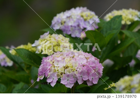 梅雨の晴れ間に咲く紫陽花 梅雨の晴れ間に咲く紫陽花 139178970