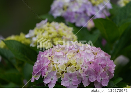 梅雨の晴れ間に咲く紫陽花 139178971