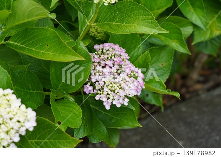 梅雨の晴れ間に咲く紫陽花 梅雨の晴れ間に咲く紫陽花 139178982
