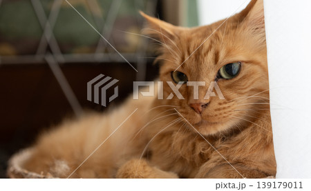 窓辺でくつろぐ可愛い猫 茶トラ猫 窓辺でくつろぐ可愛い猫 茶トラ猫 139179011