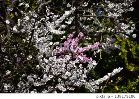 梅の花 梅の花 139179100