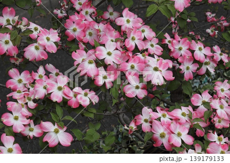 花水木 花水木 139179133