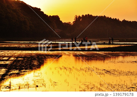 茨城県ひたちなか市ののどかな水田風景 茨城県ひたちなか市ののどかな水田風景 139179178