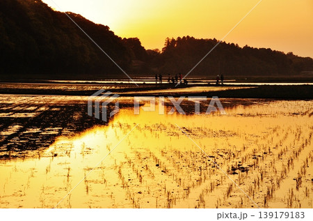 茨城県ひたちなか市ののどかな水田風景 茨城県ひたちなか市ののどかな水田風景 139179183