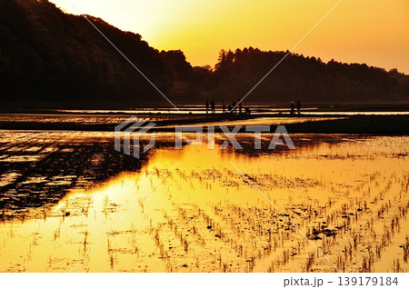 茨城県ひたちなか市ののどかな水田風景 茨城県ひたちなか市ののどかな水田風景 139179184