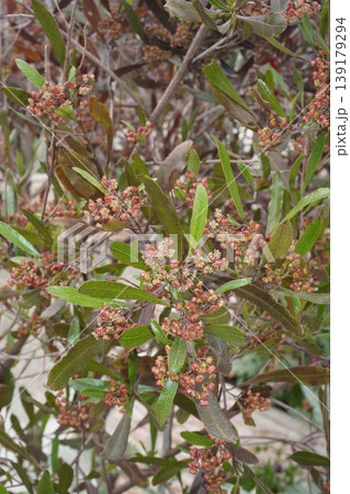 ハウチワノキの花・2026年4月 ハウチワノキの花・2026年4月 139179294