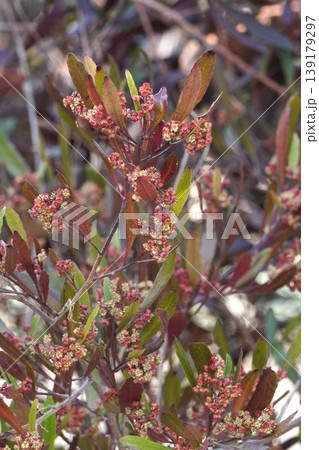 ハウチワノキの花・2026年4月 ハウチワノキの花・2026年4月 139179297