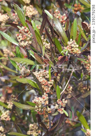 ハウチワノキの花・2026年4月 ハウチワノキの花・2026年4月 139179298