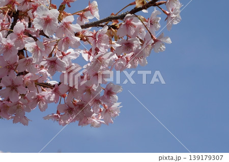 青空に映える満開の桜 青空に映える満開の桜 139179307