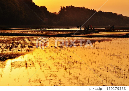 茨城県ひたちなか市ののどかな水田風景 茨城県ひたちなか市ののどかな水田風景 139179388