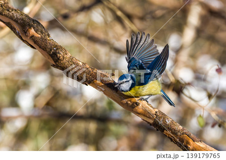 The Great Tit, Parus major from the tit family Paridae. It is easily recognisable by its black and yellow plumage The Great Tit, Parus major from the tit family Paridae. It is easily recognisable by its black and yellow plumage 139179765