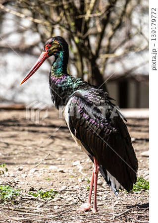 Black stork, Ciconia nigra in a german nature park Black stork, Ciconia nigra in a german nature park 139179772