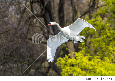 Mute swan, Cygnus olor flying over a lake in the English Garden in Munich, Germany Mute swan, Cygnus olor flying over a lake in the English Garden in Munich, Germany 139179774