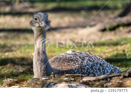 Darwin's rhea, Rhea pennata also known as the lesser rhea. Darwin's rhea, Rhea pennata also known as the lesser rhea. 139179775