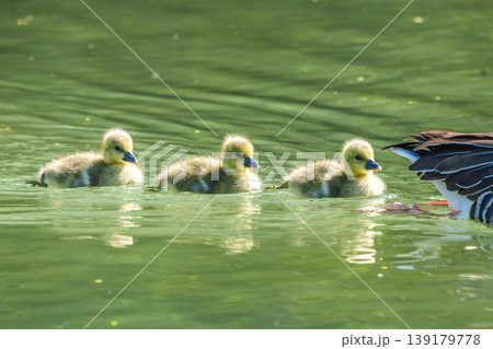 Family of greylag geese, Anser anser with small babies. 139179778