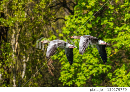 The flying greylag goose, Anser anser is a species of large goose 139179779