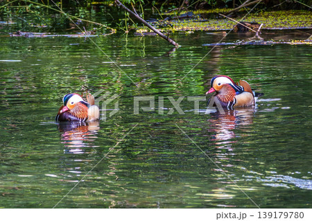The mandarin duck, Aix galericulata at a lake in Munich, Germany 139179780