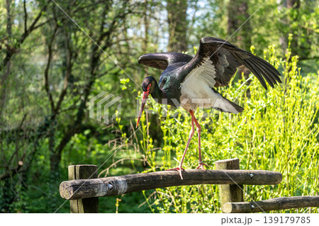 Black stork, Ciconia nigra in a german nature park Black stork, Ciconia nigra in a german nature park 139179785