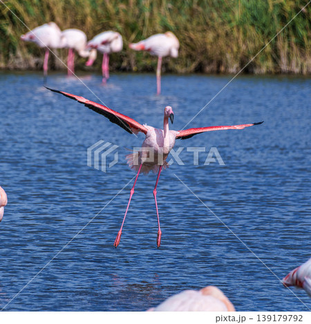 Flying Greater Flamingo, Phoenicopterus roseus in the Ornithological park of Pont de Gau in Camargue, France Flying Greater Flamingo, Phoenicopterus roseus in the Ornithological park of Pont de Gau in Camargue, France 139179792