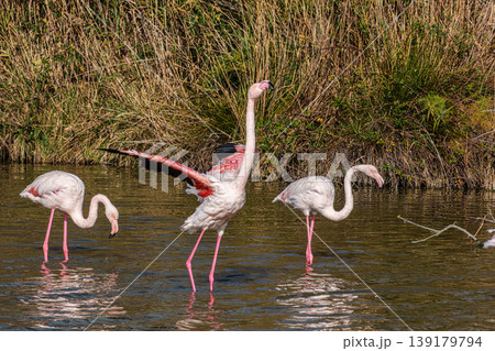 Greater Flamingo, Phoenicopterus roseus in the Ornithological park of Pont de Gau in Camargue, France 139179794