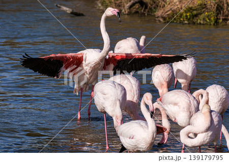 Greater Flamingo, Phoenicopterus roseus in the Ornithological park of Pont de Gau in Camargue, France Greater Flamingo, Phoenicopterus roseus in the Ornithological park of Pont de Gau in Camargue, France 139179795