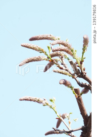 藤の花のツボミ 139179816