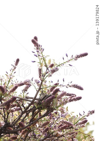 藤の花のツボミ 139179824