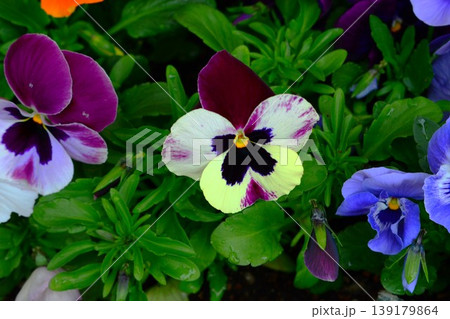 パンジーの花 パンジーの花 139179864