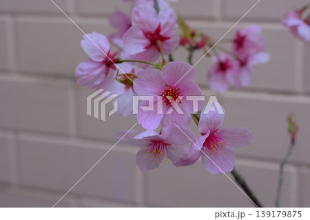 ヨウコウザクラの花 139179875