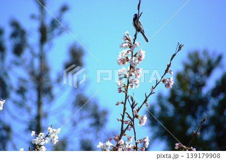 桜の花に止まるシジュウカラ 桜の花に止まるシジュウカラ 139179908
