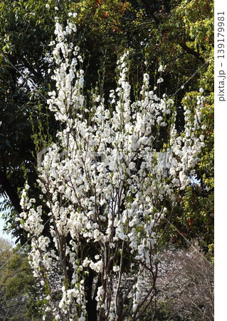 満開のハナモモの花・2026年4月 満開のハナモモの花・2026年4月 139179981