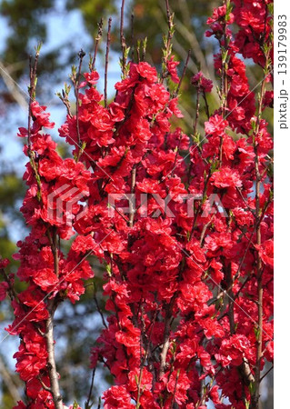 満開のハナモモの花・2026年4月 満開のハナモモの花・2026年4月 139179983