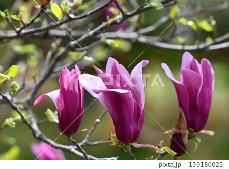 紫木蓮の花 139180023
