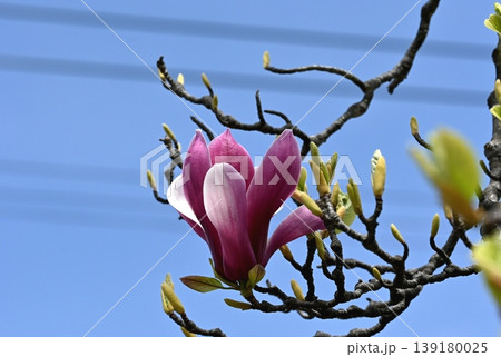 紫木蓮の花 紫木蓮の花 139180025