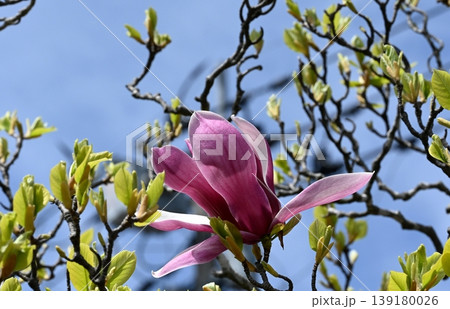 紫木蓮の花 139180026