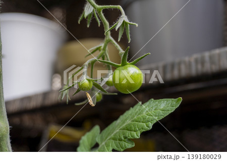 Young Green Tomatoes on the Vine Young Green Tomatoes on the Vine 139180029