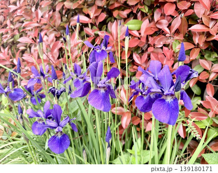 紫の花菖蒲と彩り豊かな背景 紫の花菖蒲と彩り豊かな背景 139180171