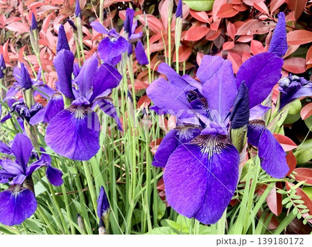 初夏に咲く花菖蒲のクローズアップ 139180172