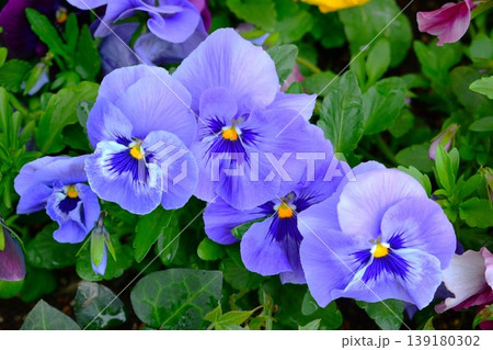 パンジーの花 パンジーの花 139180302