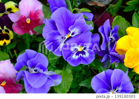 パンジーの花 139180303