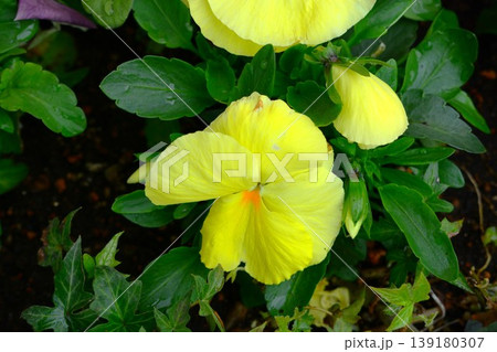 パンジーの花 139180307
