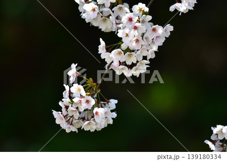 花は桜 139180334