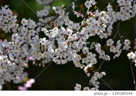 花は桜 花は桜 139180344
