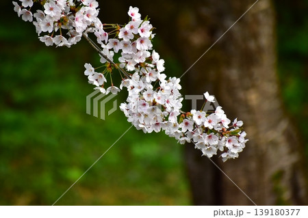花は桜 139180377