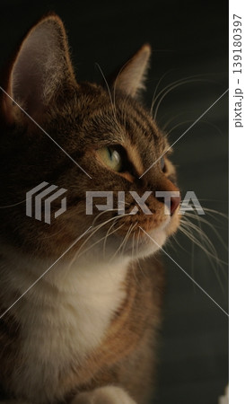 Soft-Lit Profile of a Orange Tabby Cat Soft-Lit Profile of a Orange Tabby Cat 139180397